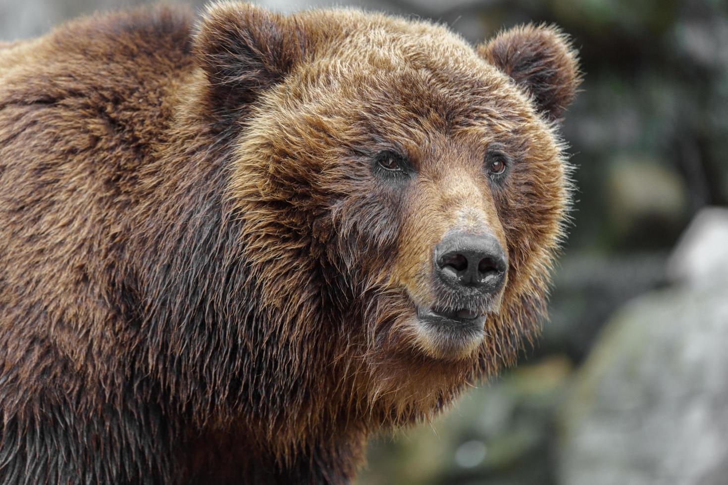 kamchatka brunbjörn foto