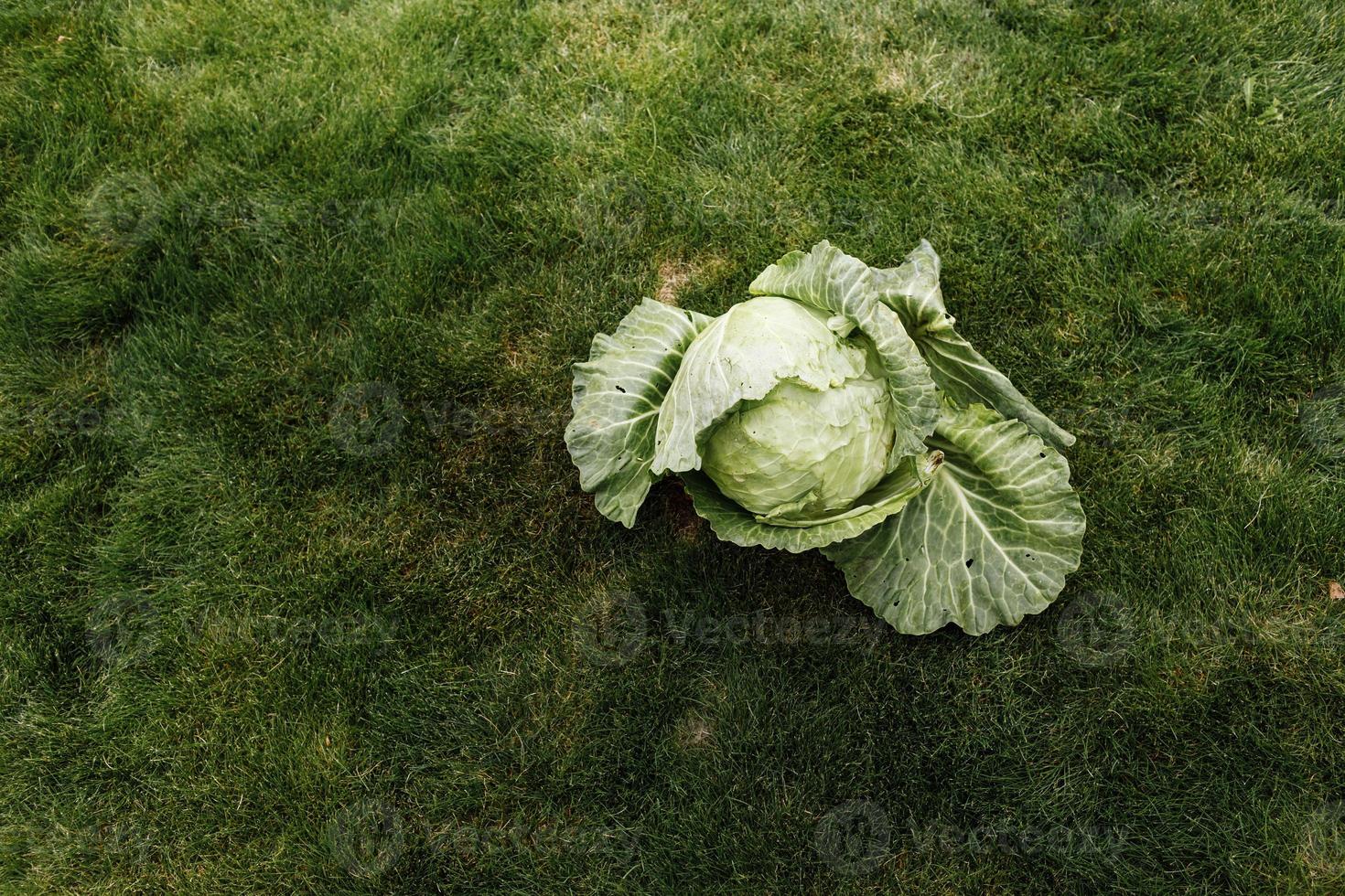 grönsakskoncept, ekologisk kålgrönsak för gott hälsosamt, ovanifrån koncept, grön vitkål för matlagning till vegetarisk, vackert grönt blad och huvudväxter för skörd av färskt foto