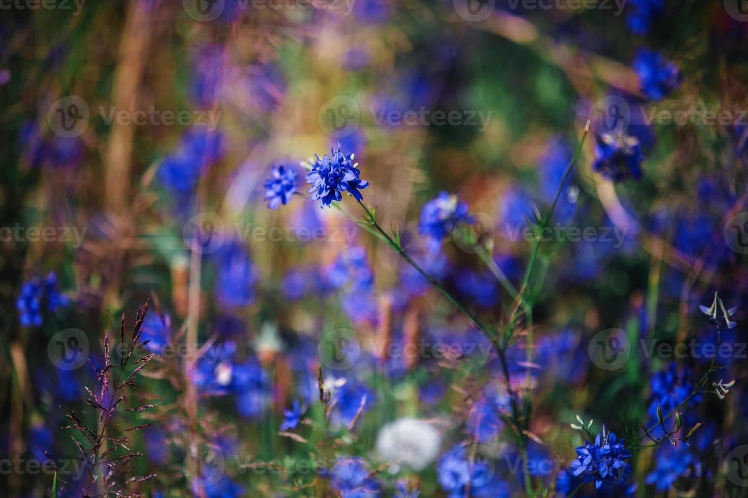 blåklinten i fältet blå blommar. bakgrund med blå blommor foto