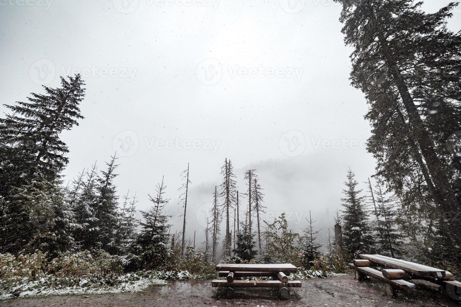 bergskog på vintern. en plats för rekreation för turister. berg i bakgrunden i dimman och i snön. foto