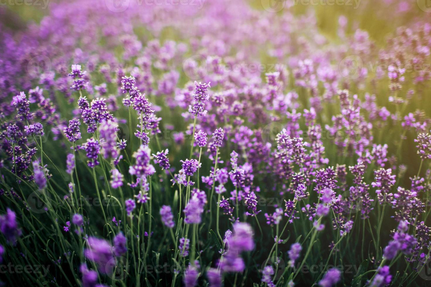 havet av lavendelblommor fokuserade på en i förgrunden. lavendel fält foto