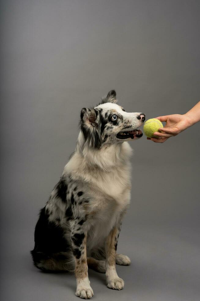 gräns collie tar en boll - hund Träning foto