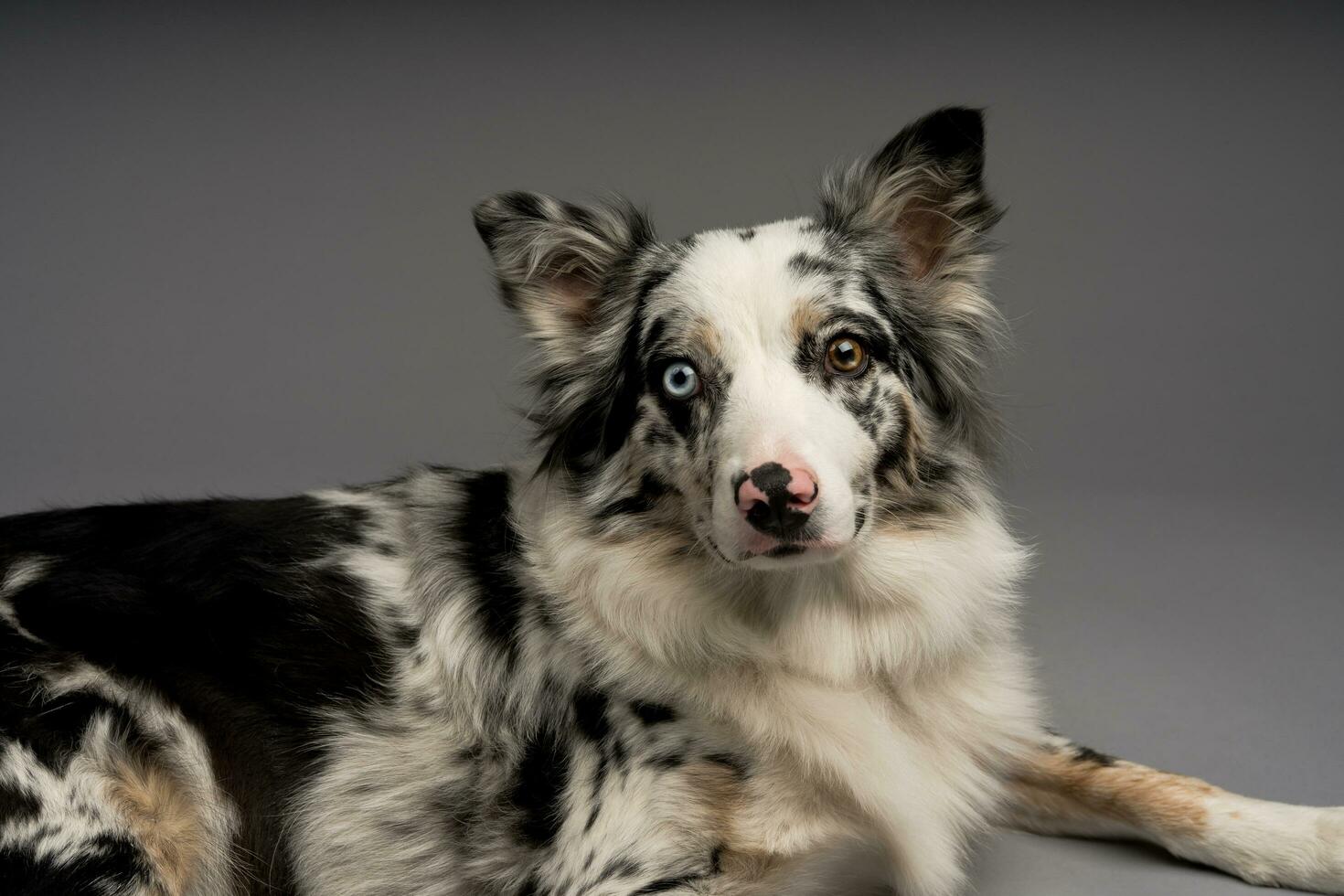 en närbild skott av en fick syn på gräns collie blå koltrast hund med heterokromi ögon foto