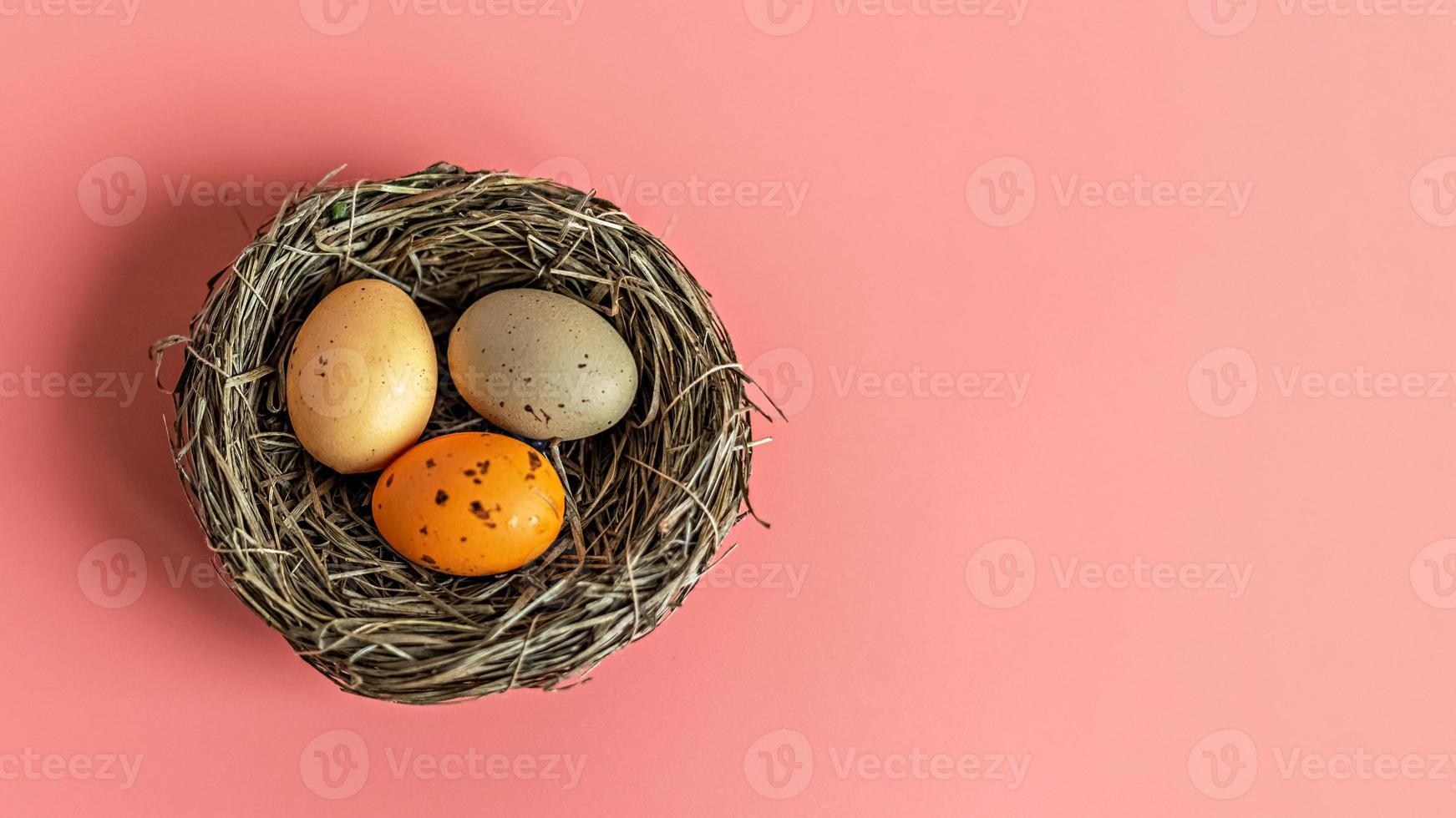 påskägg i ett naturligt rede med fågelägg på rosa bakgrund. vy från ovan. banner foto