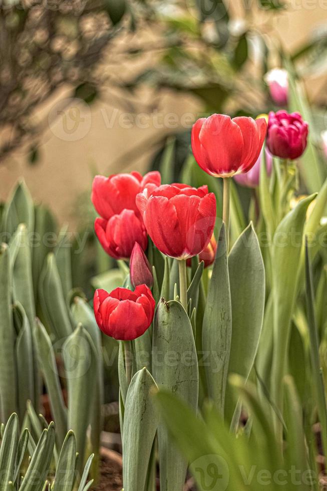 röda tulpaner på en blomsterrabatt i trädgården. vår. blomning foto