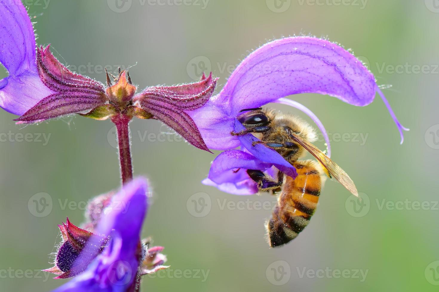 blomma salvia pratensis med bi som suger foto