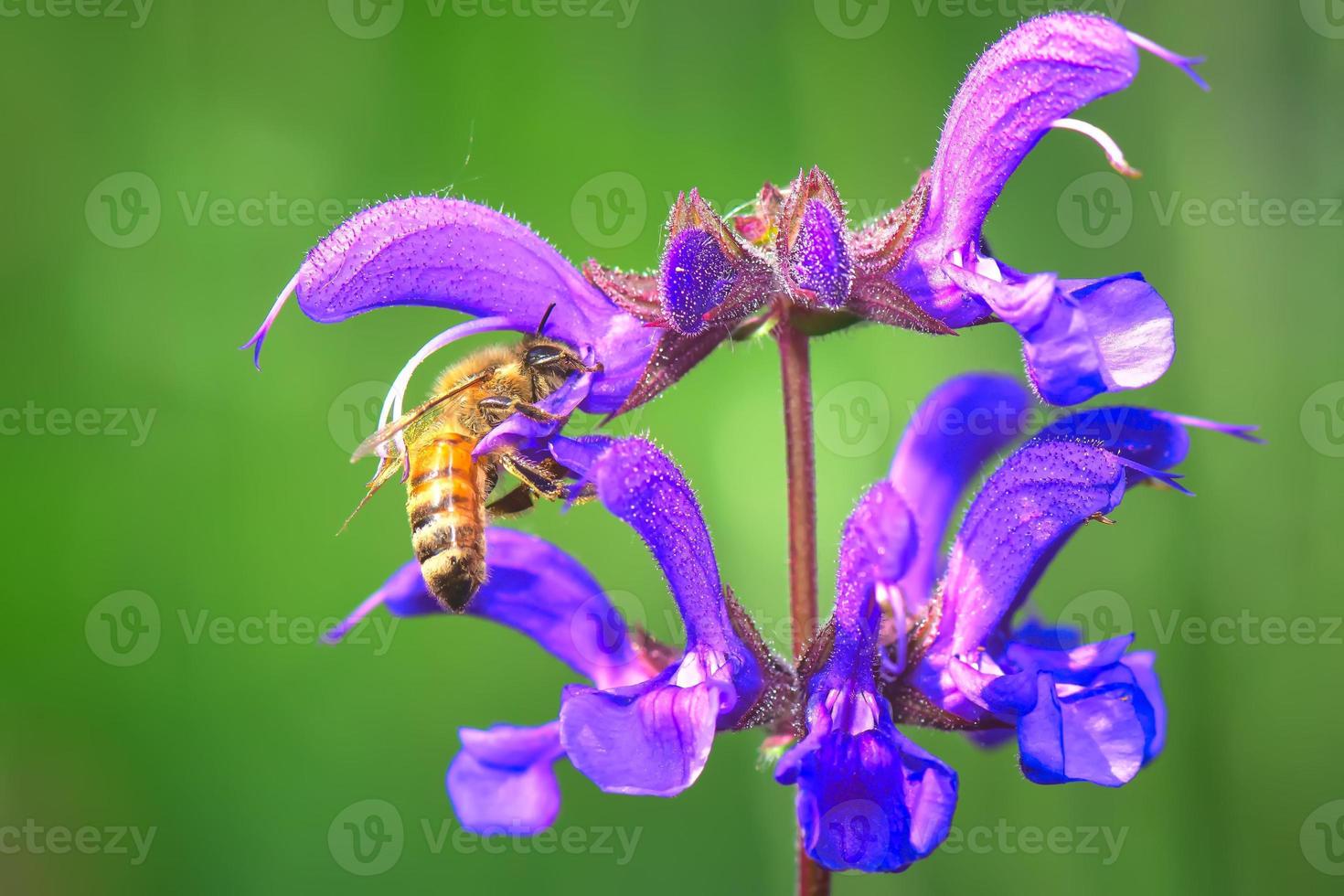 salvia pratensis blomma med ett bi på jobbet foto