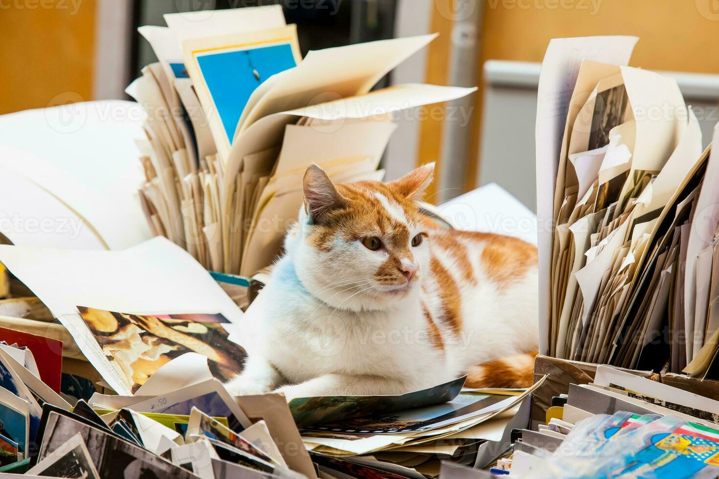närbild av en skön gul och vit katt i Venedig omgiven av papper foto