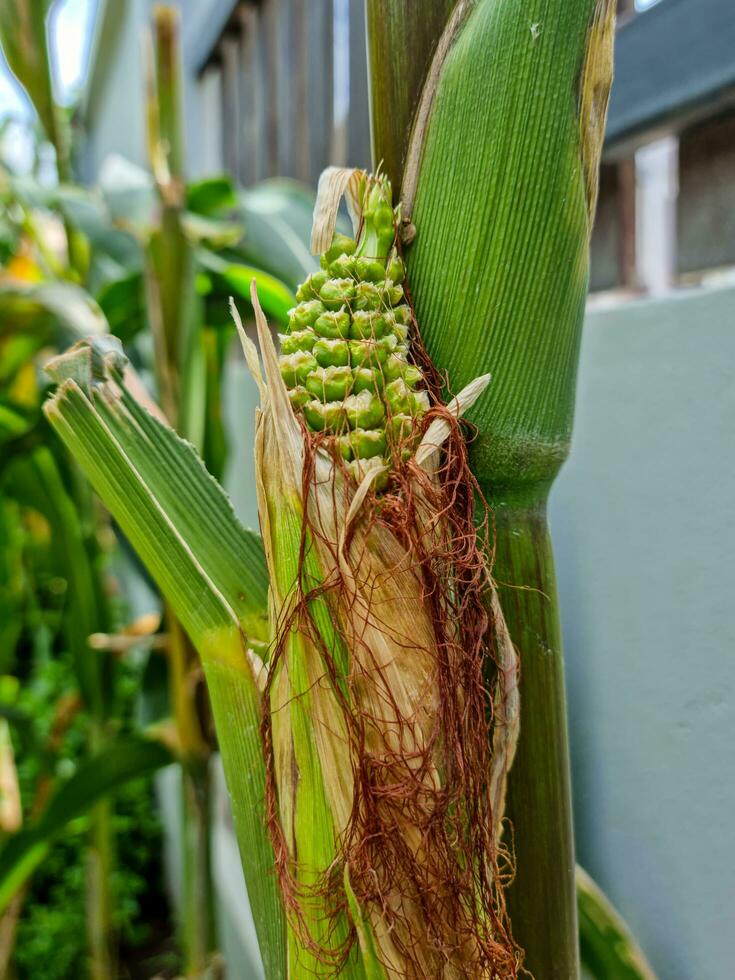 mogen öra av majs, grön kärnor, inte än gul, på en majs stjälk, i de trädgård, längs de staket, utomhus foto