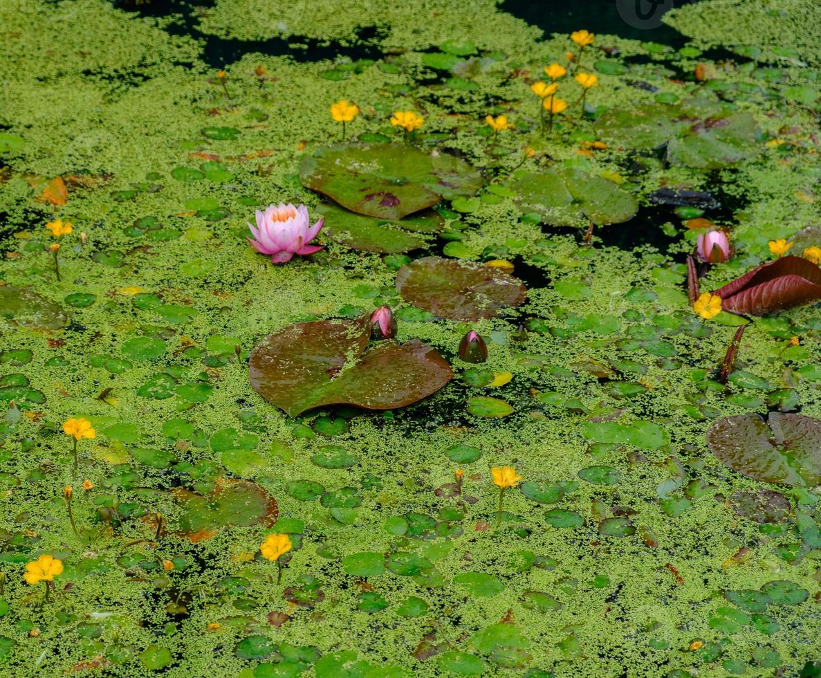 näckrosor och annan flytande vegetation i en damm. foto