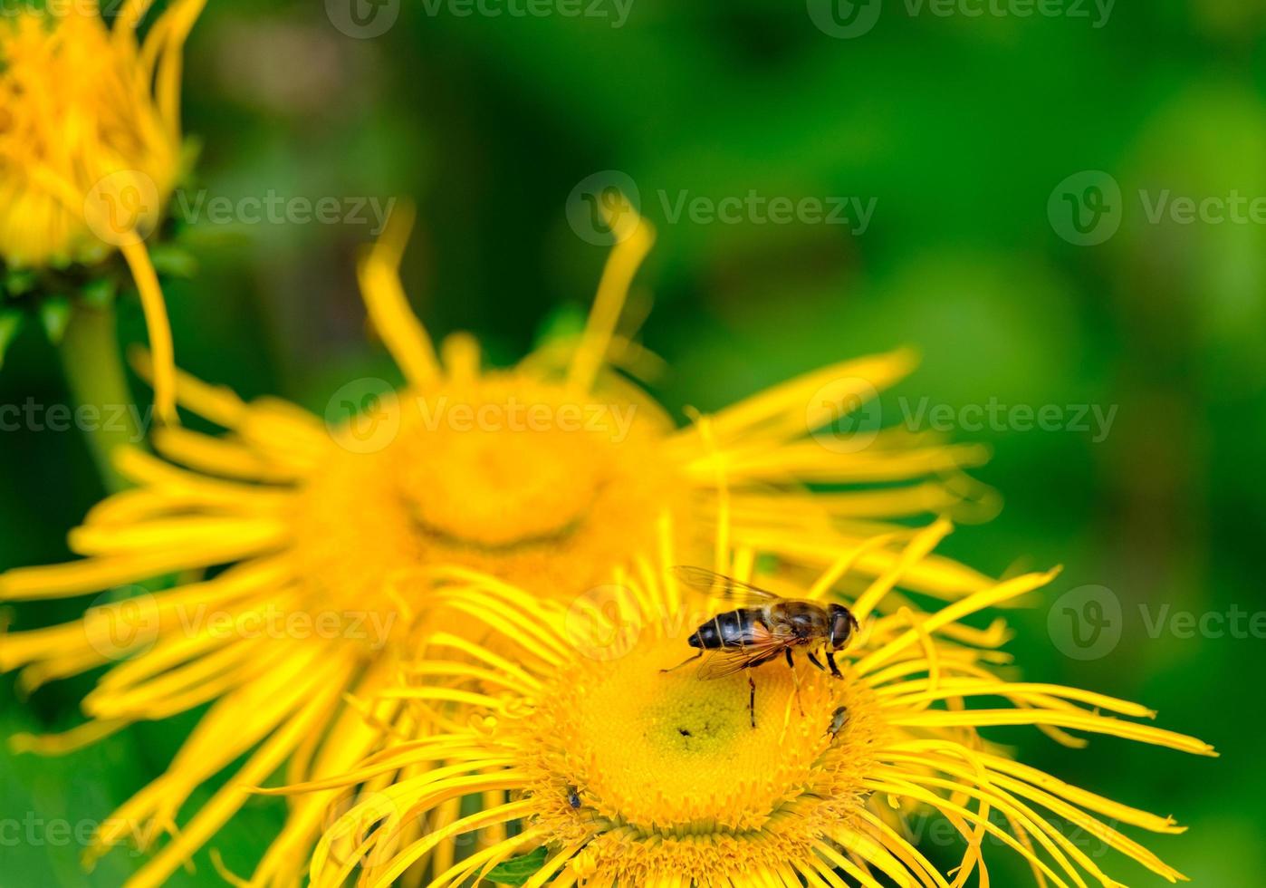 honungsbi på en gul blomma. lämplig som naturbakgrund foto