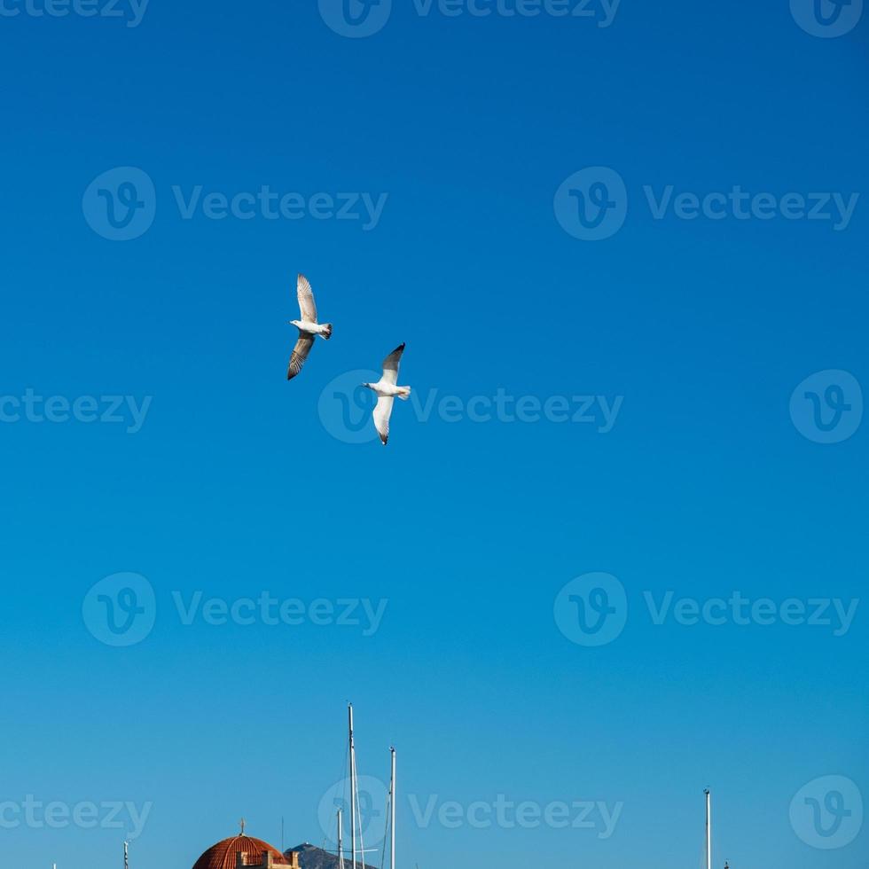 två måsar som flyger mot den blå himlen ovanför en kyrka vid Egina, Grekland foto