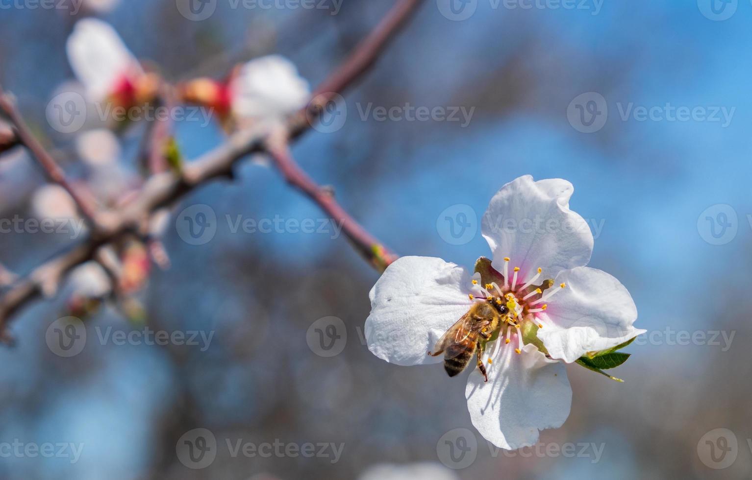 närbild av bi på mandelträd rosa-vita blommor mot blå himmel. foto