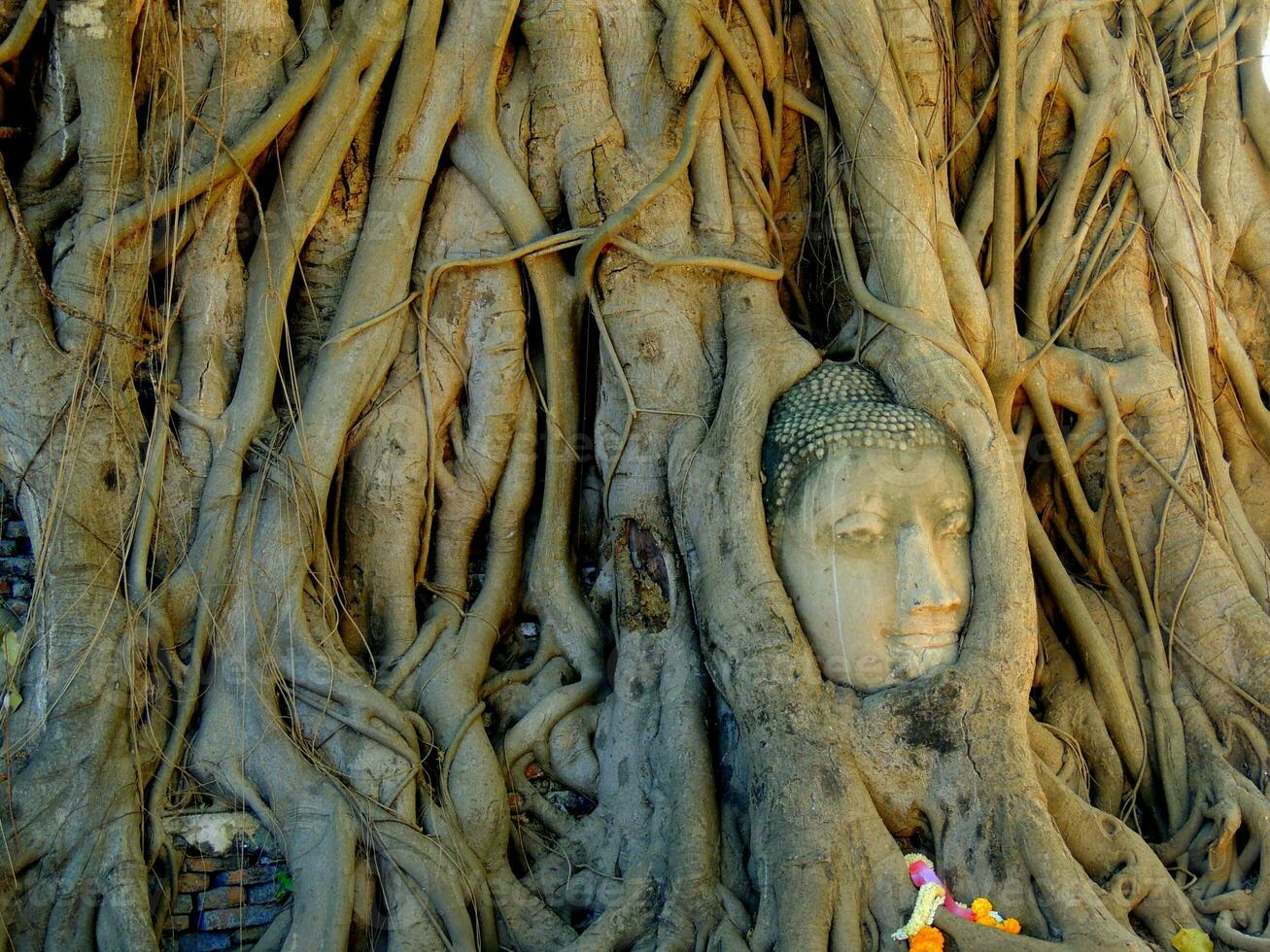 de buddha huvud i träd rötter, wat maha den där, lisa svartrosa var här, ayutthaya, thailand foto