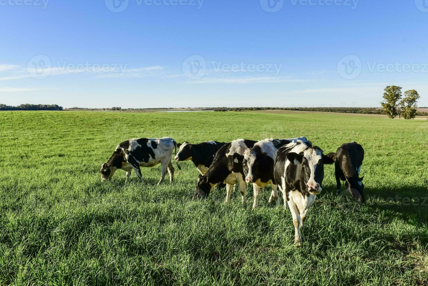 mejeri ko i pampas landsbygd, Patagonien, Argentina foto