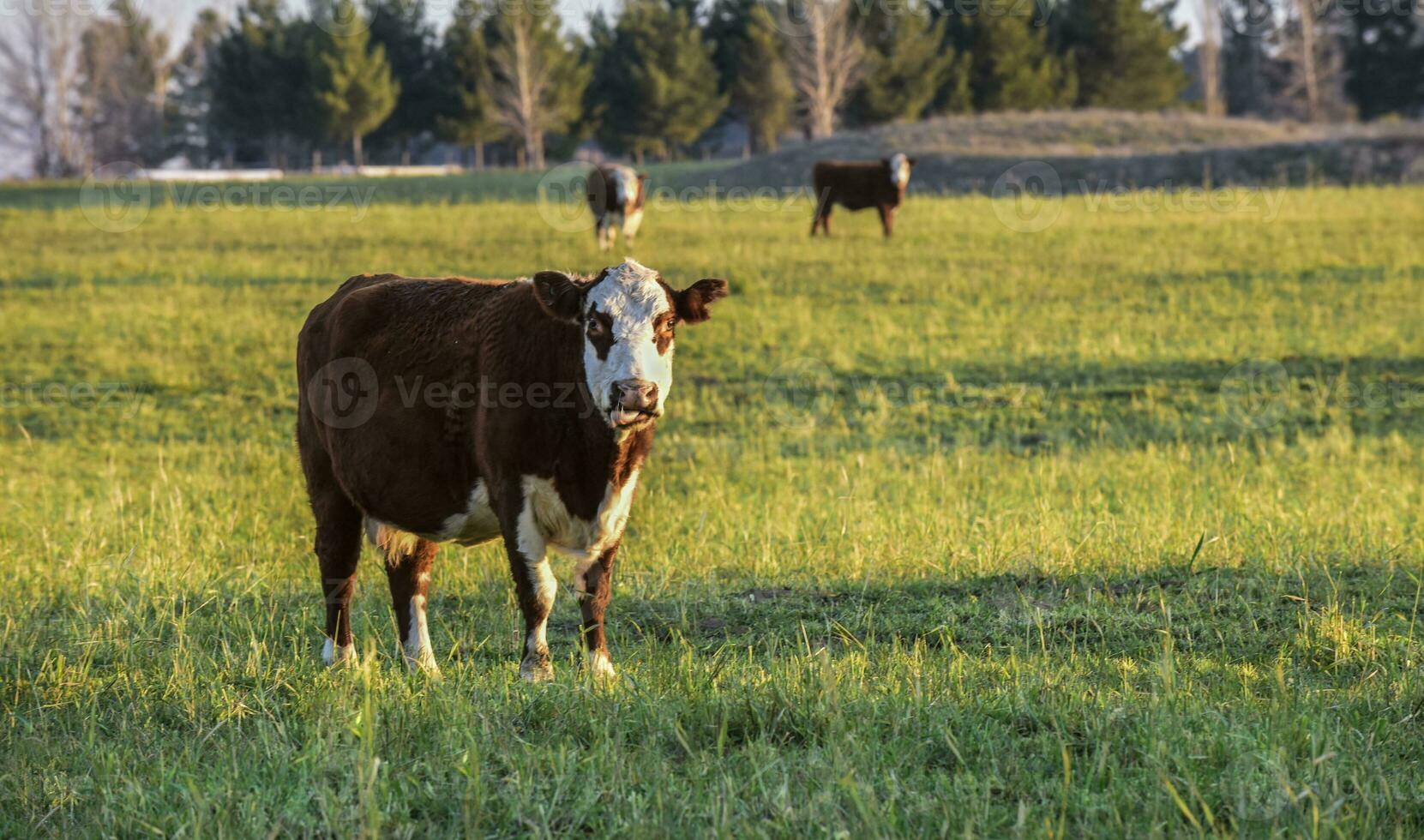 boskap, argentine kött produktion , i buenos sänds landsbygden, argentina foto