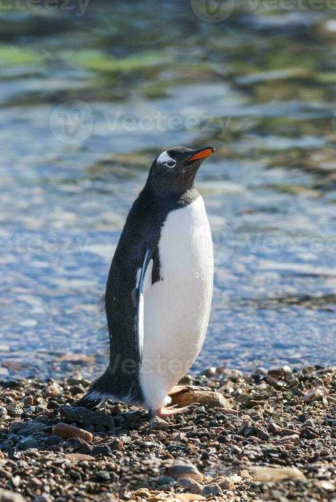 gentoo pingvin i neko hamn strand, antarktisk halvö. foto