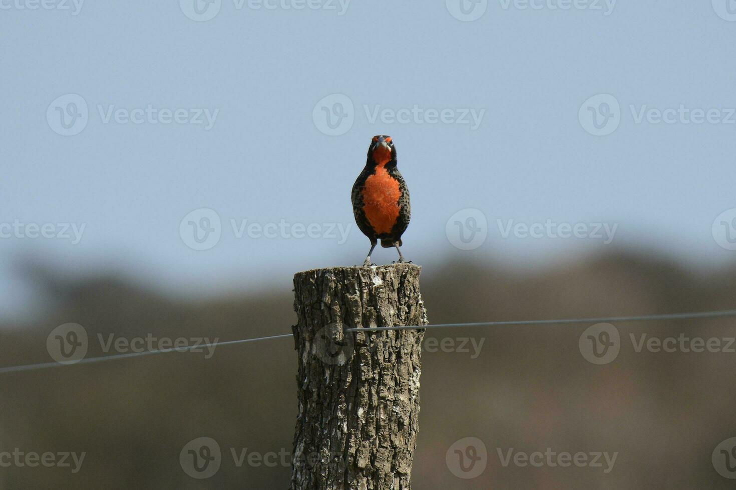 lång tailed ängslära, la pampa, argentina. foto