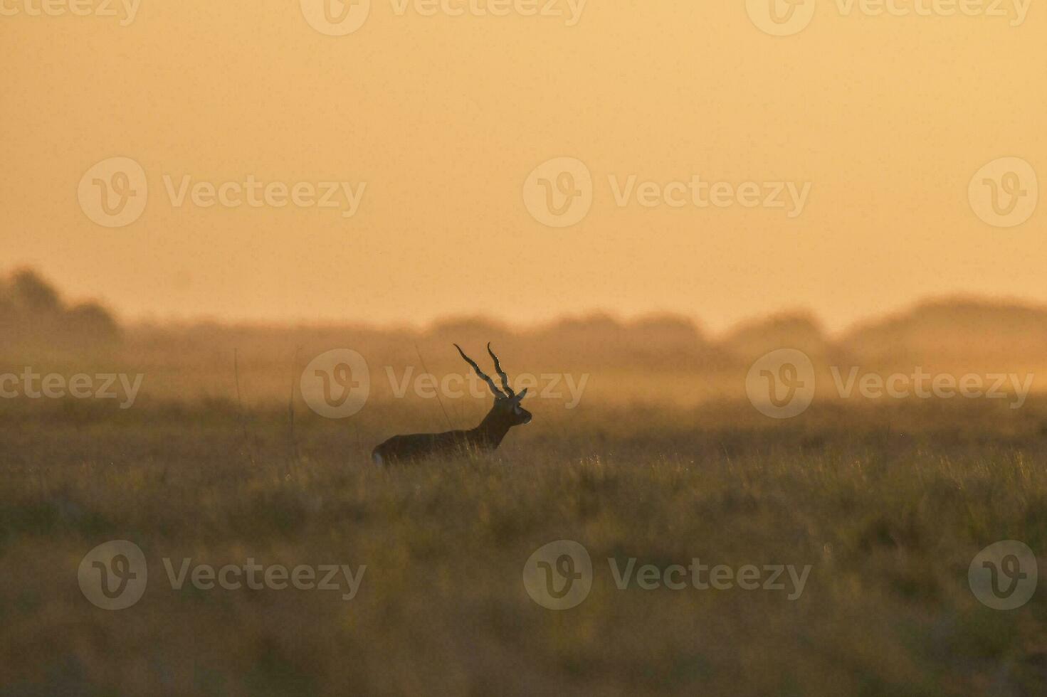 manlig blackbuck antilop i pampas enkel miljö, la pampa provins, argentina foto