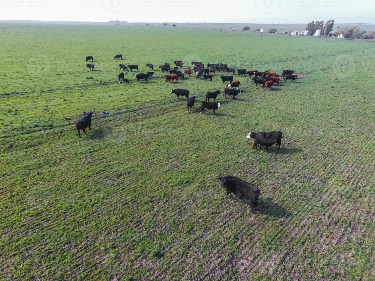 trupp av kor i de pampas fält, Argentina foto