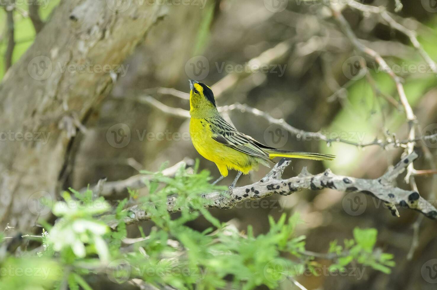 gul kardinal, gubernatrix cristata, endangered arter i la pampa, argentina foto