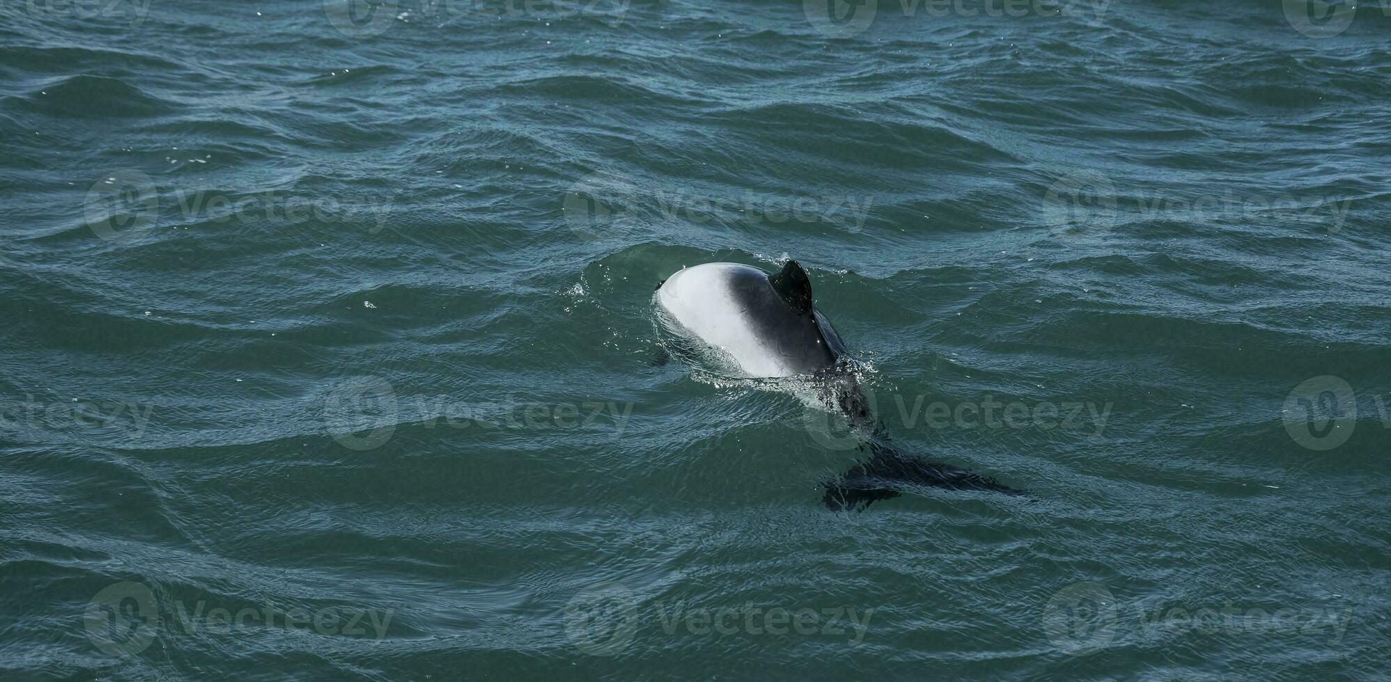 commerson delfin simning, patagonien , argentina. foto