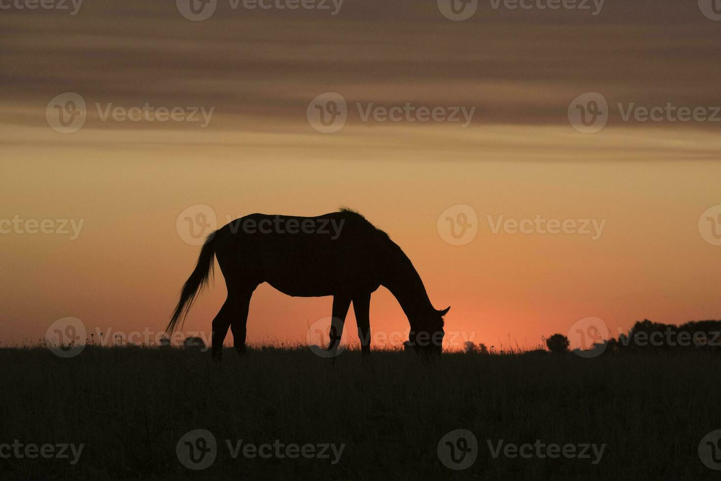 häst silhuett på solnedgång, i de landsbygden, la pampa, argentina. foto