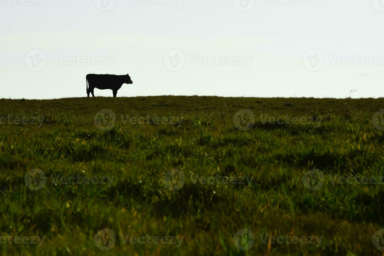 landsbygden landskap med kor betning, la pampa, argentina foto