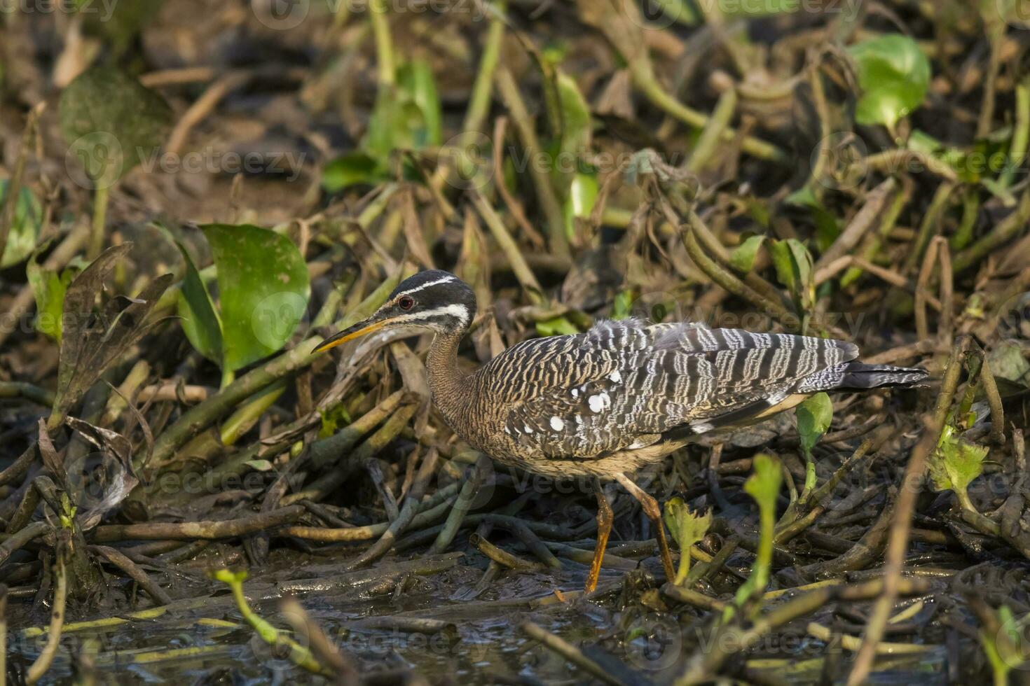 solbitt, i en djungel miljö, pantanal Brasilien foto