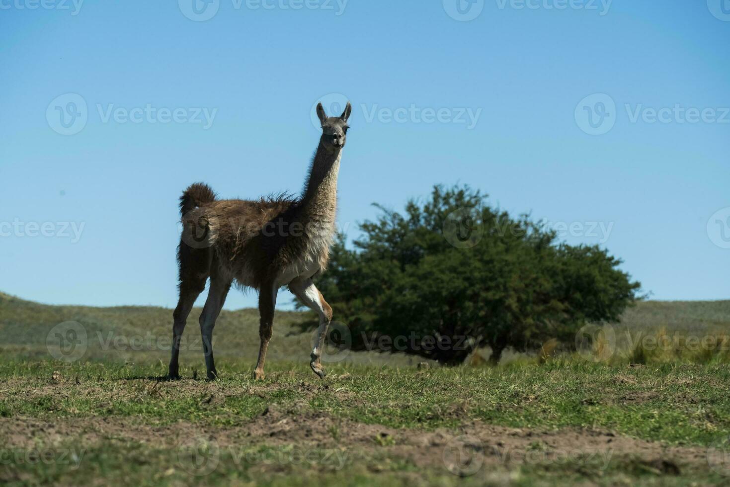 guanacos i pampas gräs miljö, la pampa, patagonien, argentina. foto