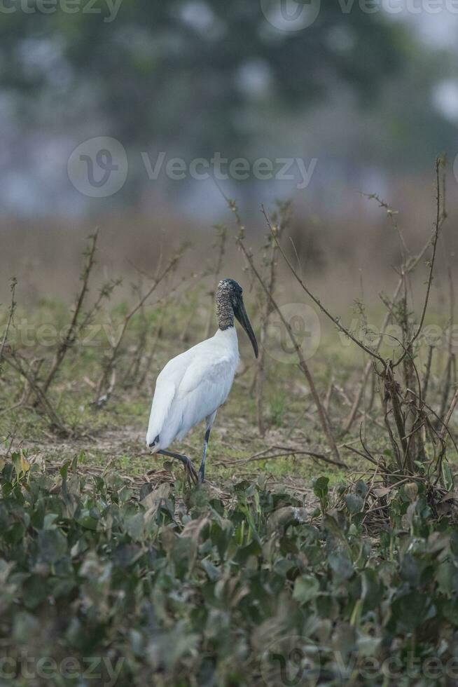 trä stork, i en kärr miljö.pantanal, Brasilien foto