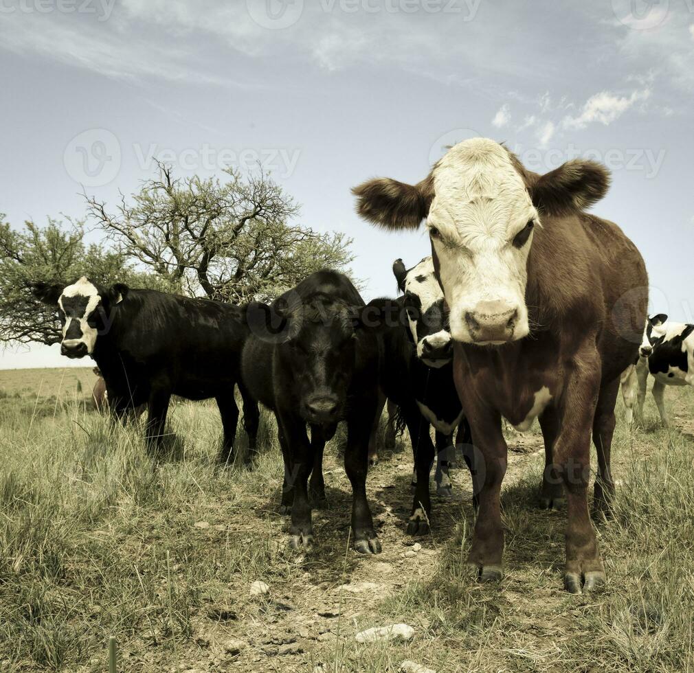 stutar matad på bete, la pampa, argentina foto