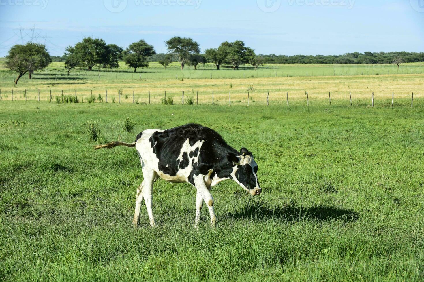 nötkreatur i argentine landsbygd, la pampa provins, argentina. foto