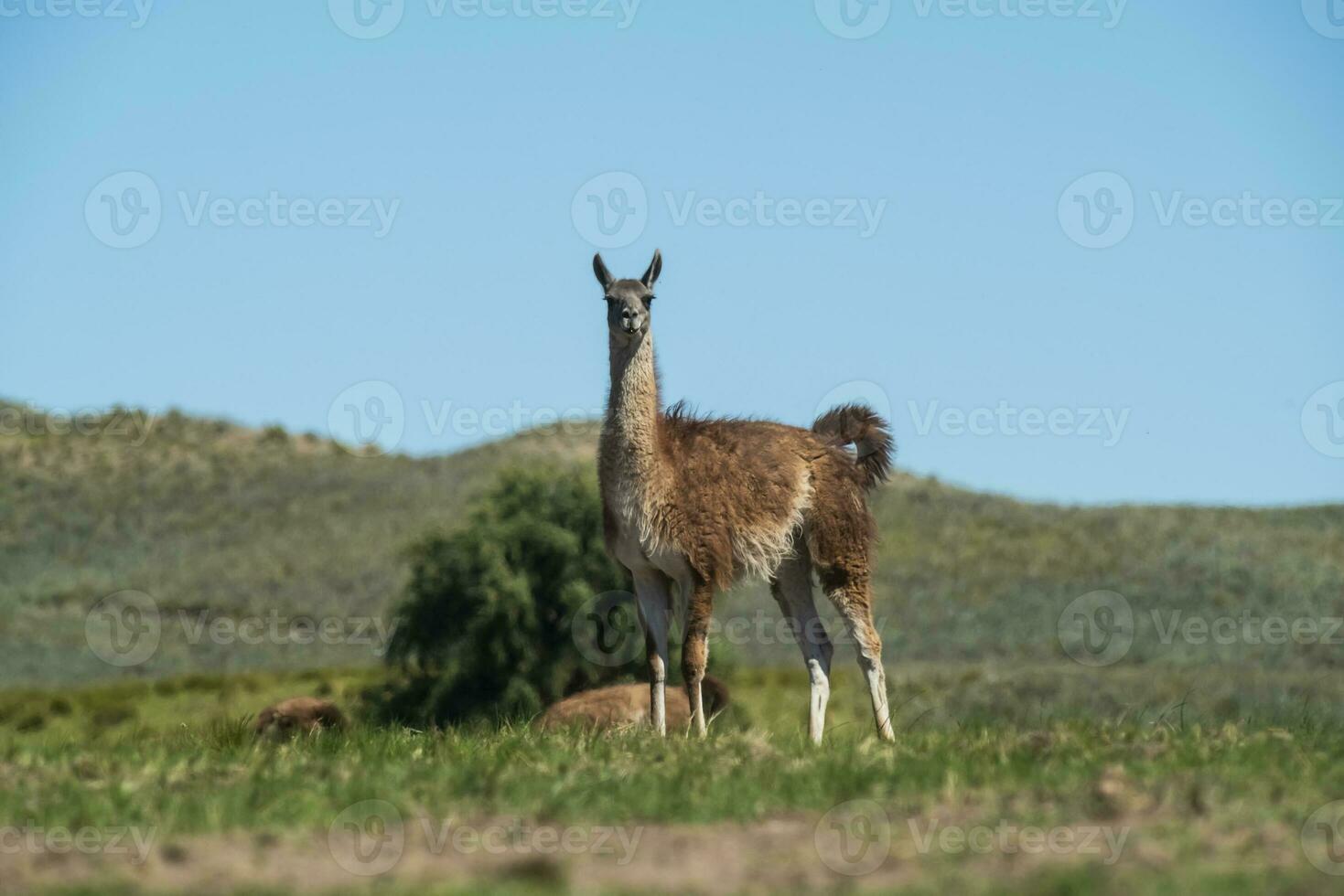 guanacos i pampas gräs miljö, la pampa, patagonien, argentina. foto