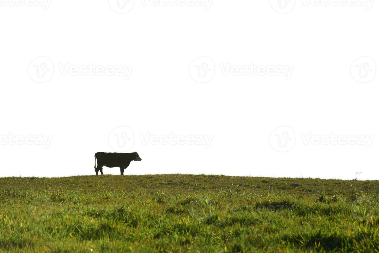 landsbygden landskap med kor betning, la pampa, argentina foto