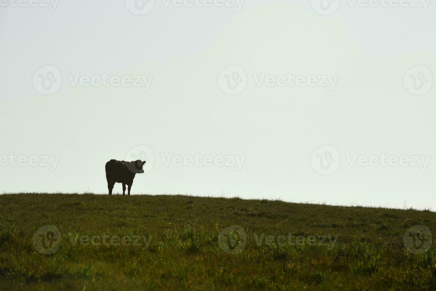 nötkreatur höjning med naturlig betesmarker i pampas landsbygden, la pampa provinsen, Patagonien, argentina. foto