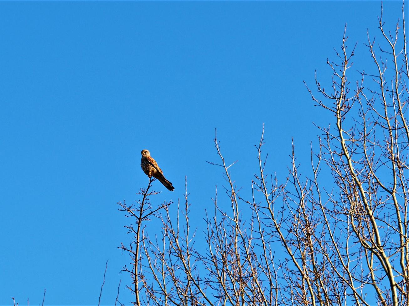 tornfalk uppflugen på en bar vintergren med en blå himmel foto