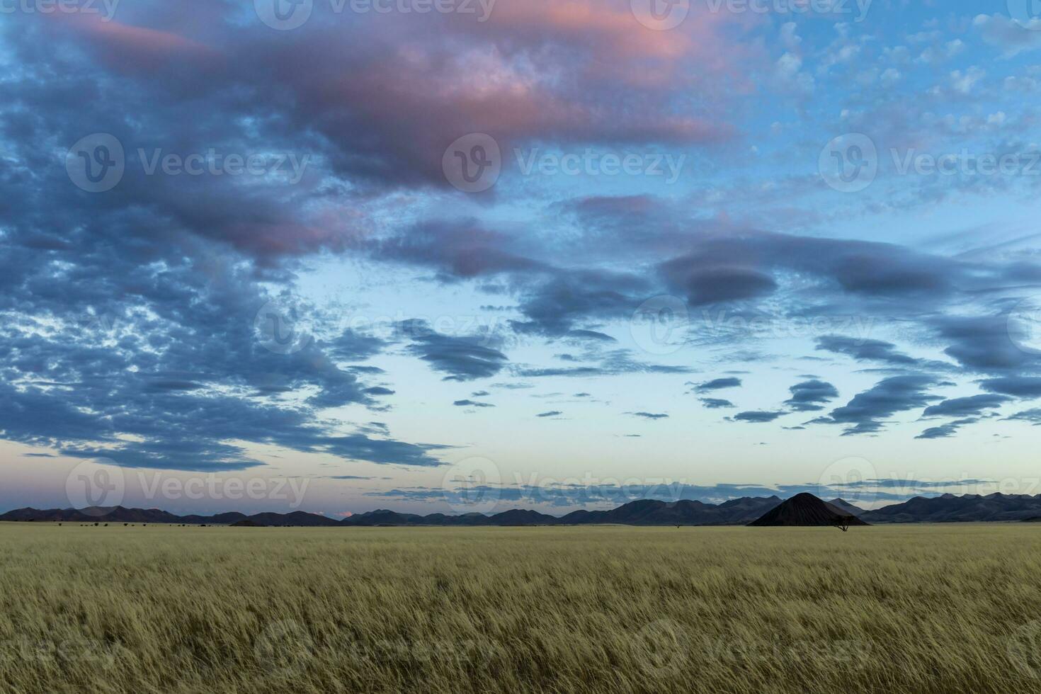 gul gräs på de slätter efter solnedgång foto