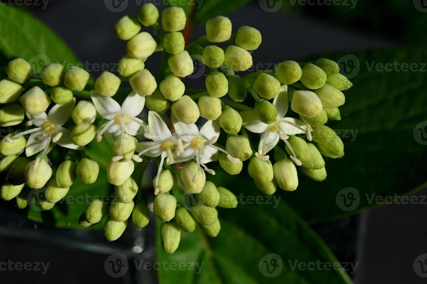 vita blommor av en sommarblommande buske foto