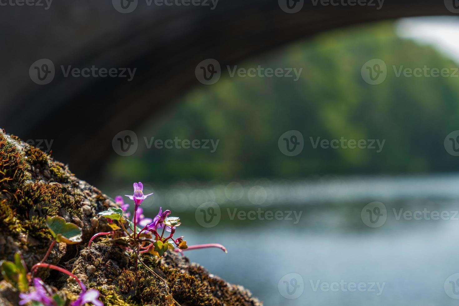 vild blomma på stranden av floden slitage i durham, england. foto