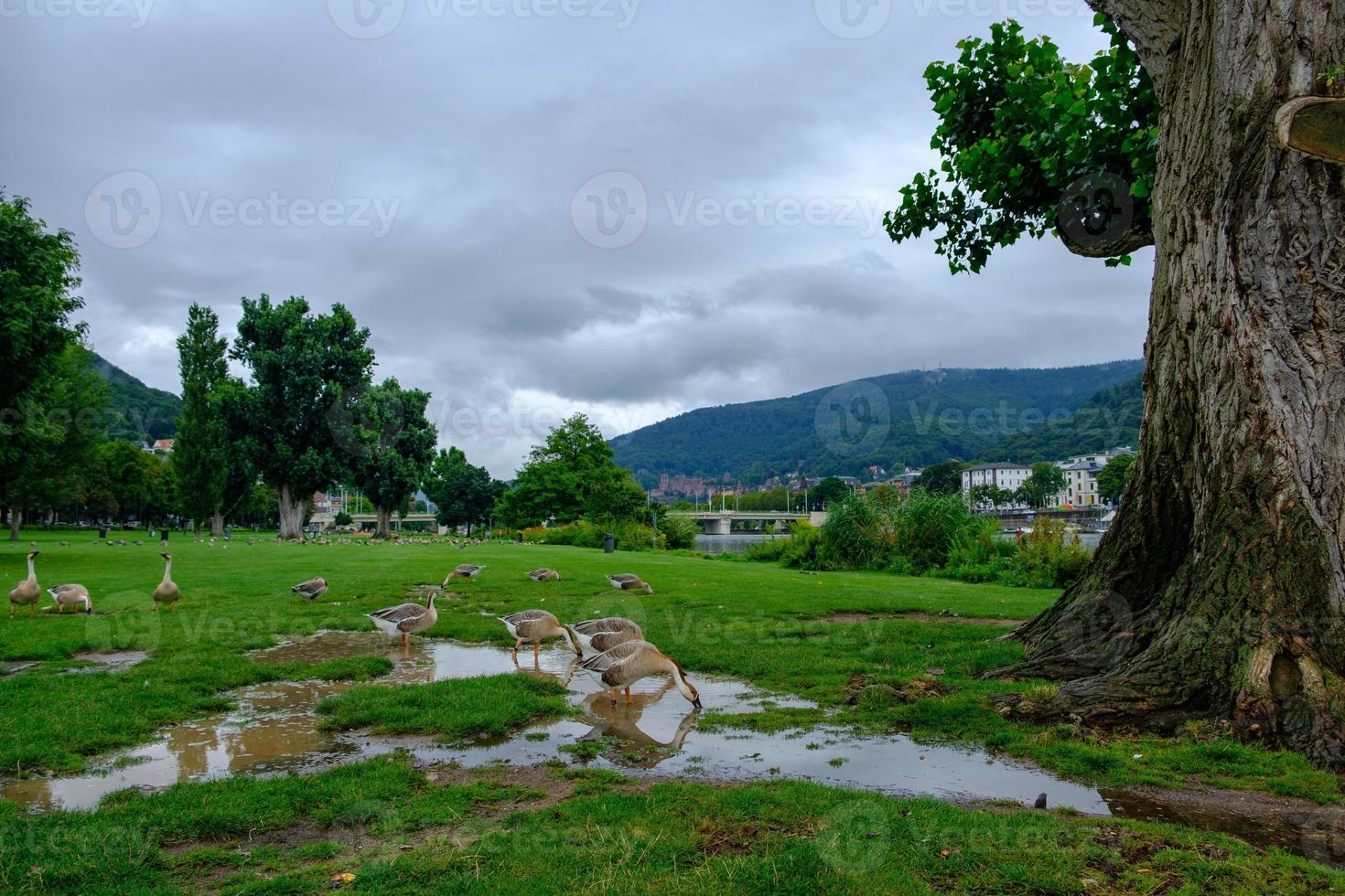 kanadagäss dricksvatten i Neckarwiese Park, Heidelberg, Tyskland foto