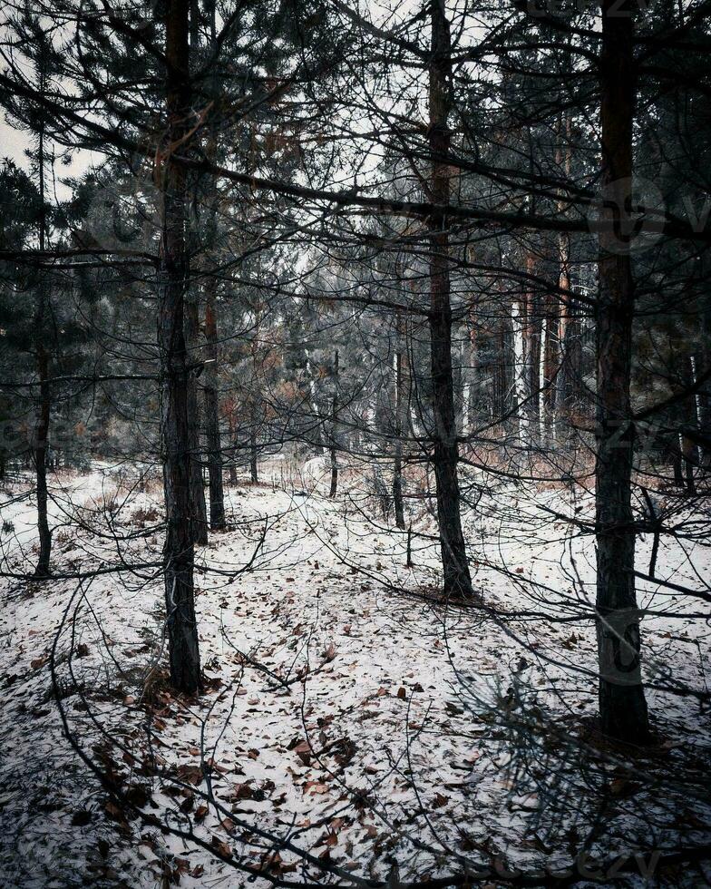 skog täckt i de snö foto