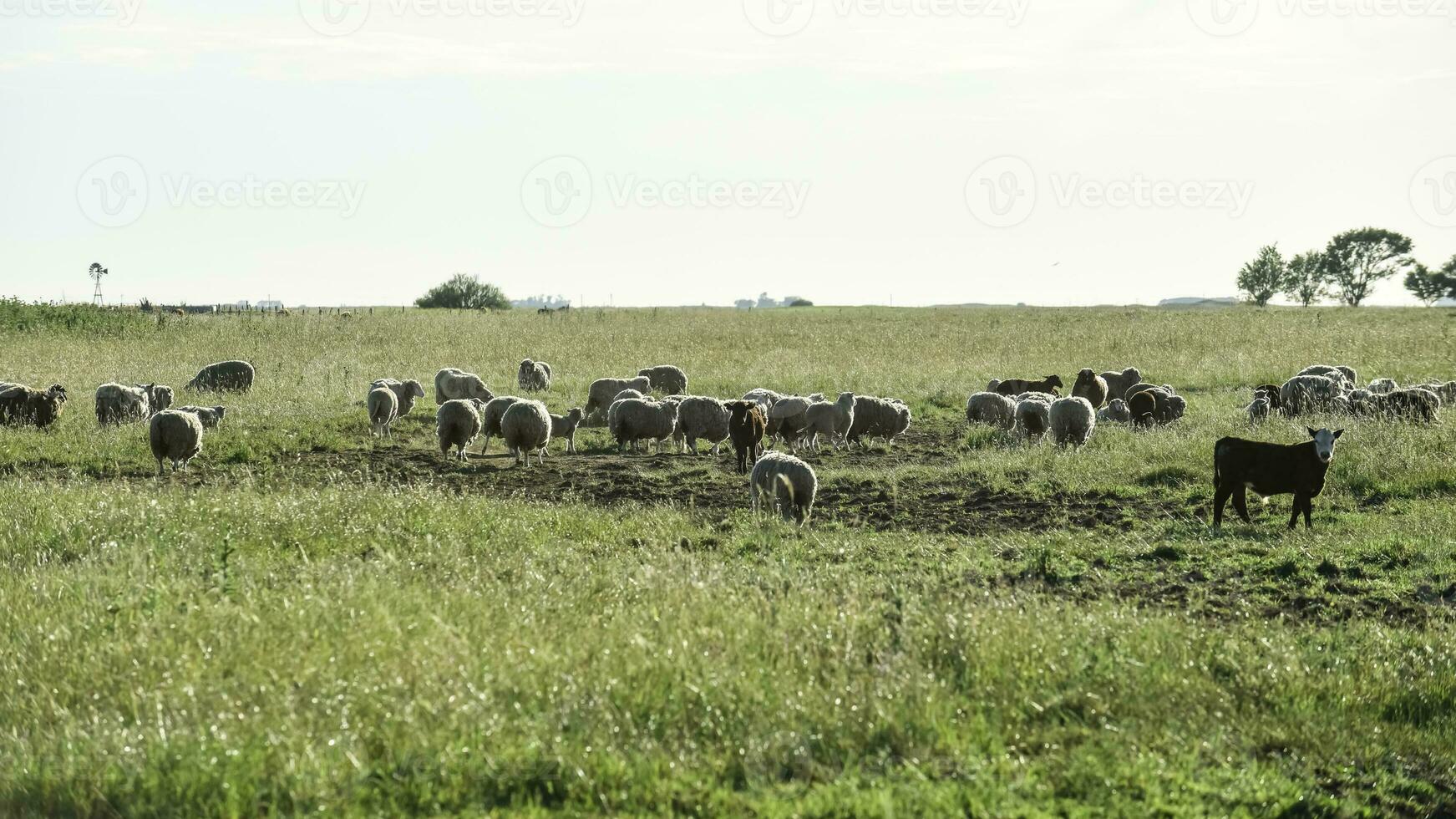 stutar och fåren matad på bete, la pampa, argentina foto