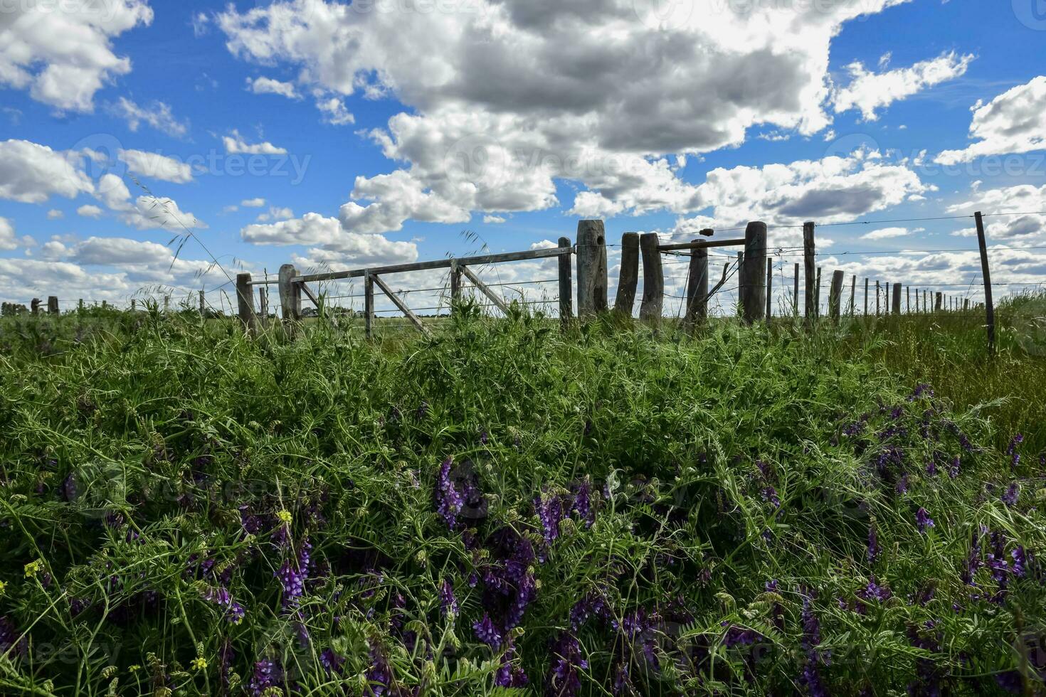 vicia villosa i landsbygden, pampas, argentina foto