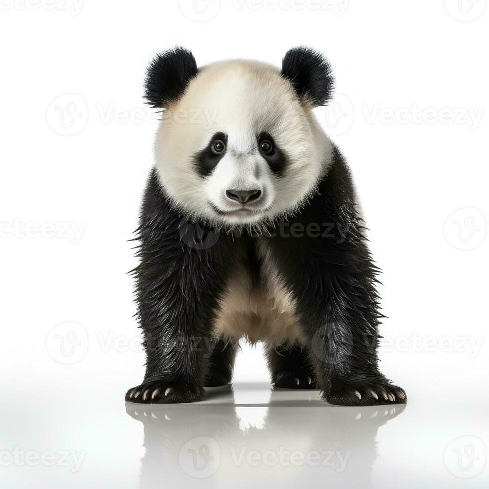 söt panda Björn isolerat foto