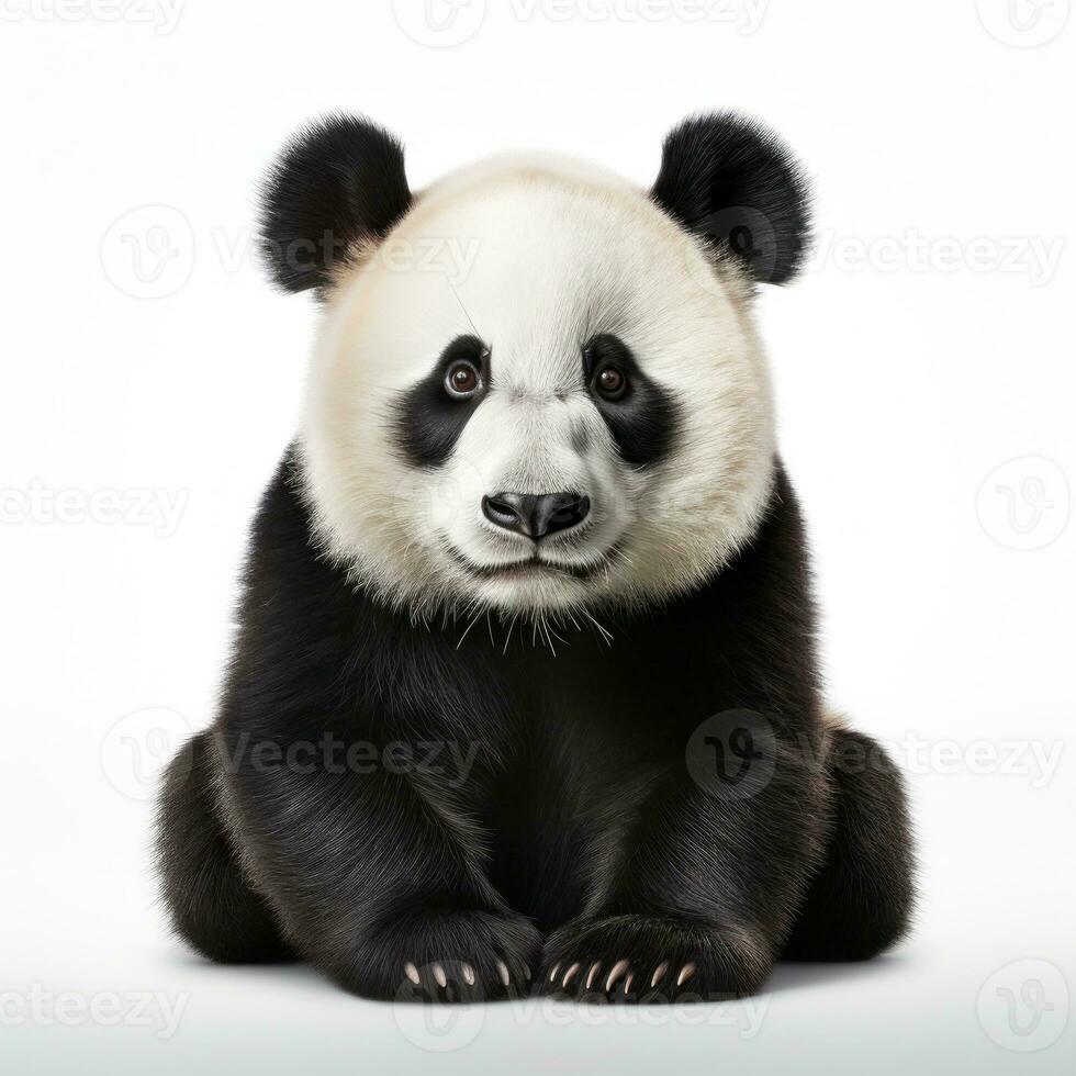 söt panda Björn isolerat foto
