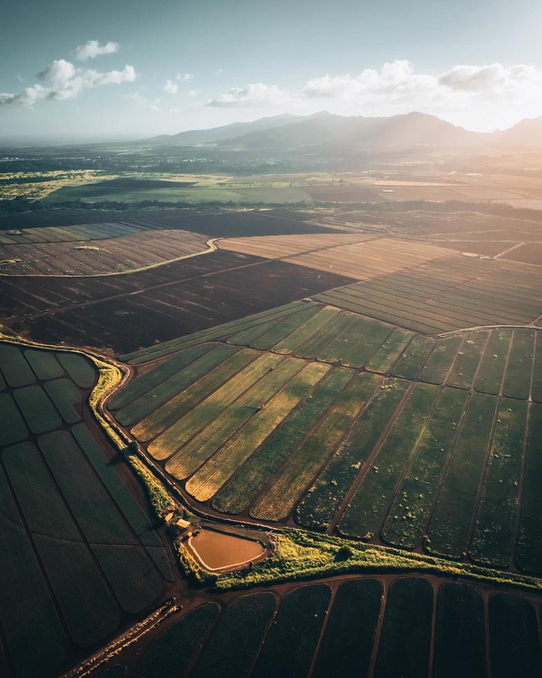 helikopter Flygfoto över en ananasplantage i Oahu, Hawaii foto