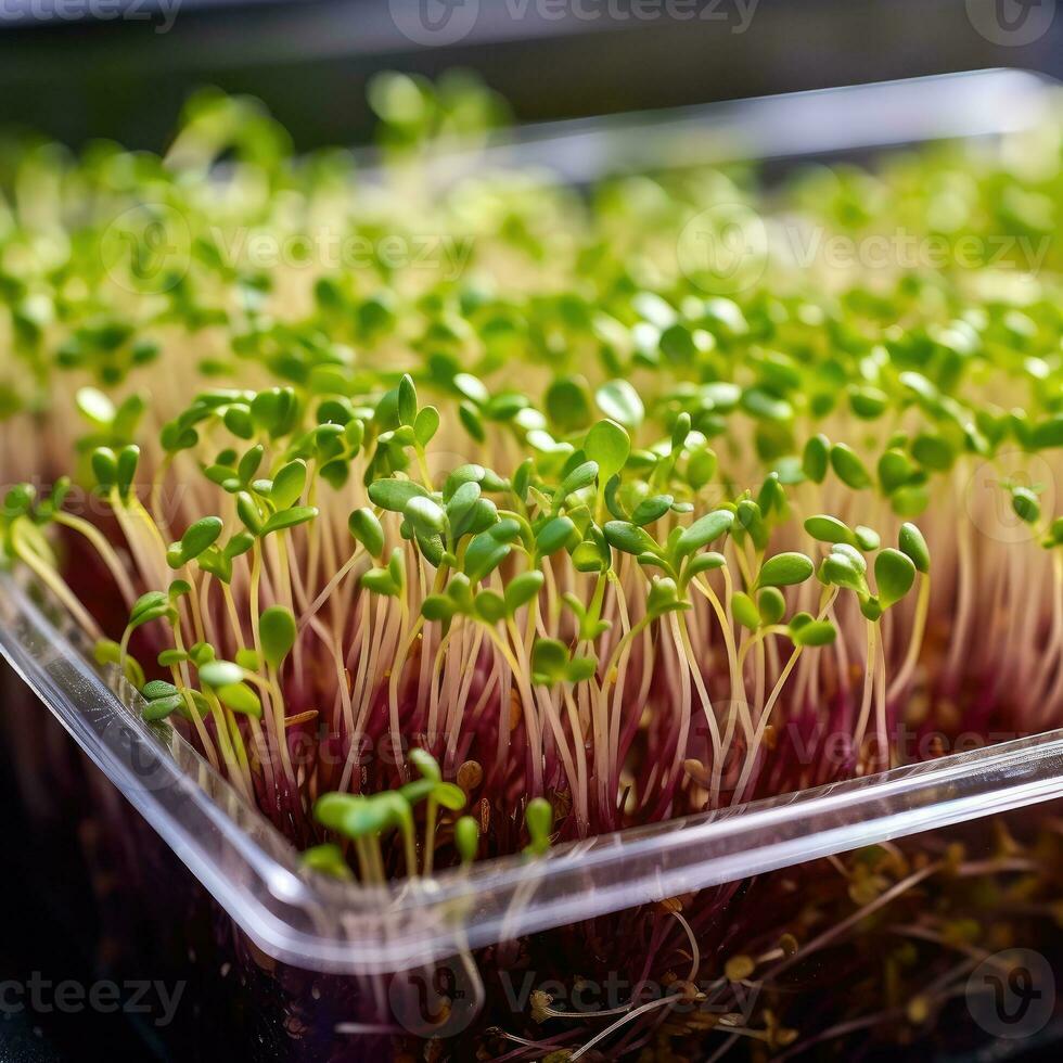 de microgreen i plast brickor. mikrogrönsaker groddar - friska och färsk mat. generativ ai foto