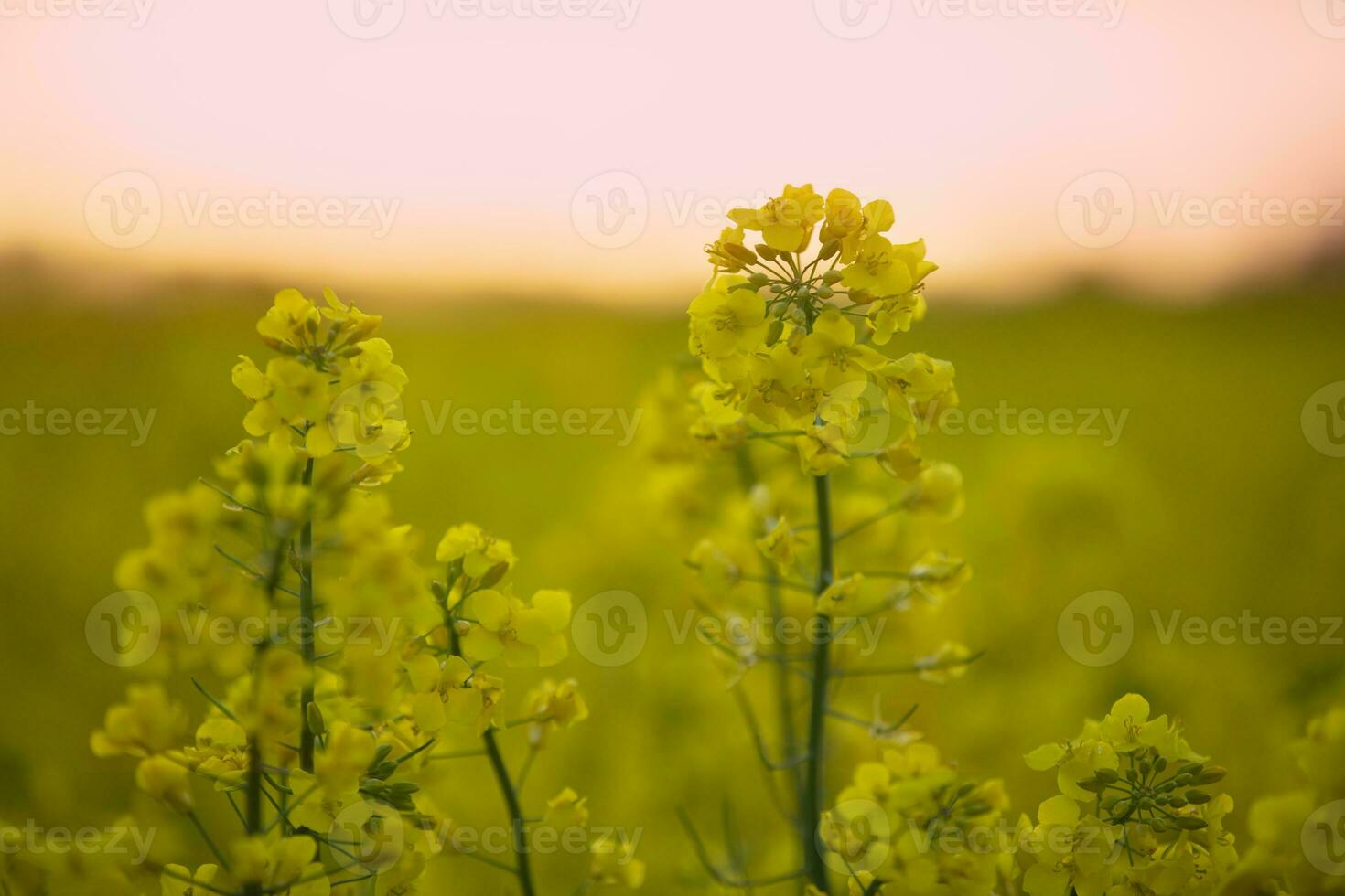 ljus gul rapsfrö gräs mot de himmel. naturlig bakgrund. foto