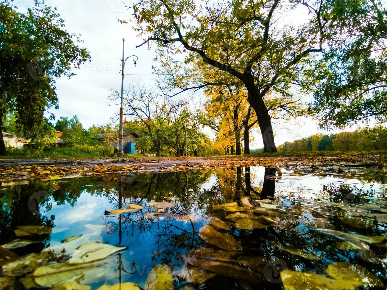 skog i de morgon- med träd reflexion i en pöl foto